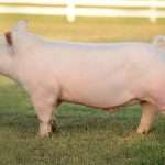 Порода свиней йоркшир: описание, продуктивность, выращивание