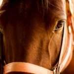 Инфекционная анемия лошадей (ИНАН): причины, симптомы, диагностика, лечение, профилактика