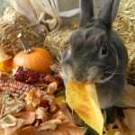 Можно ли давать кроликам тыкву? Особенности питания и рекомендации