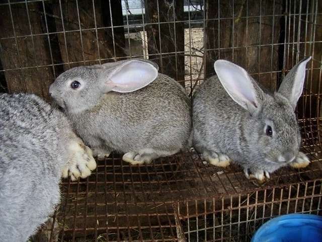 Кролики на ферме