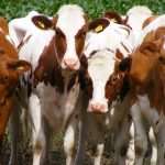 Перевозка скота: способы, требования, документы