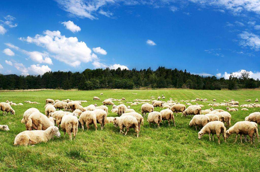 Отзывы о цигайской породе овец