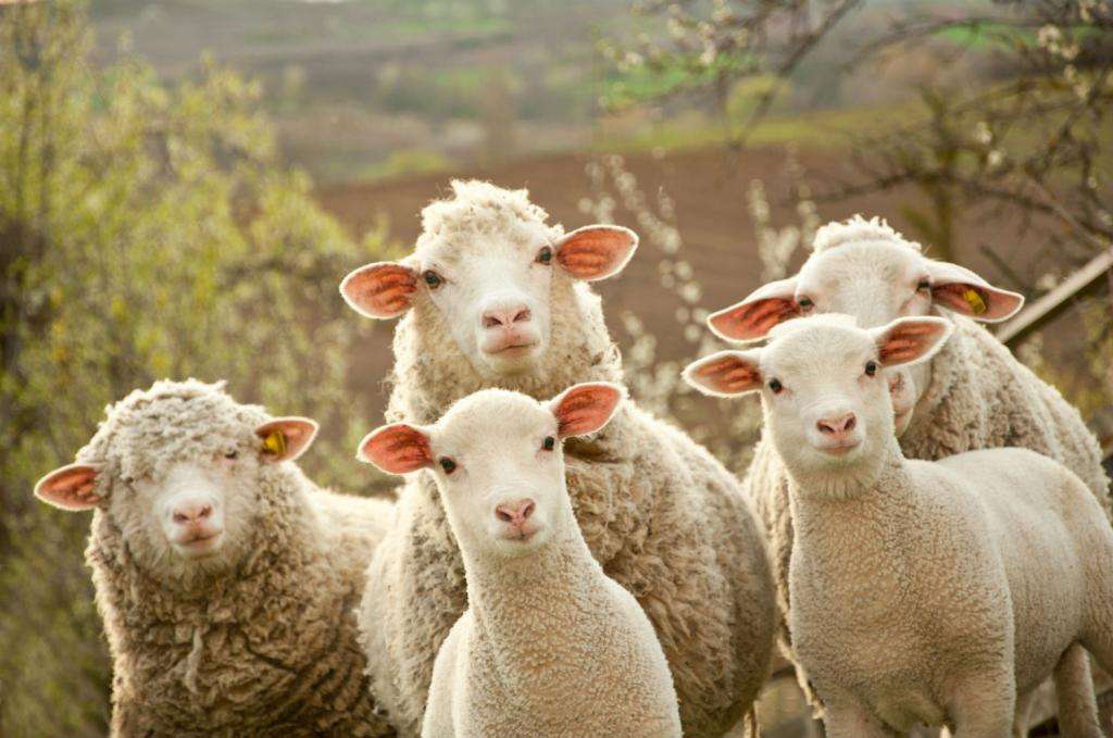 Содержание цигайской породы овец
