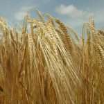 Яровая пшеница: технология возделывания, особенности посева, выращивания и ухода