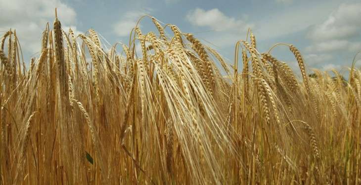 Зрелая яровая пшеница