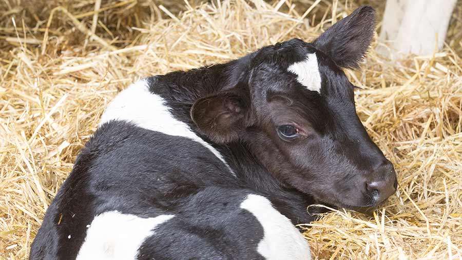 как правильно запустить молочную корову перед отелом