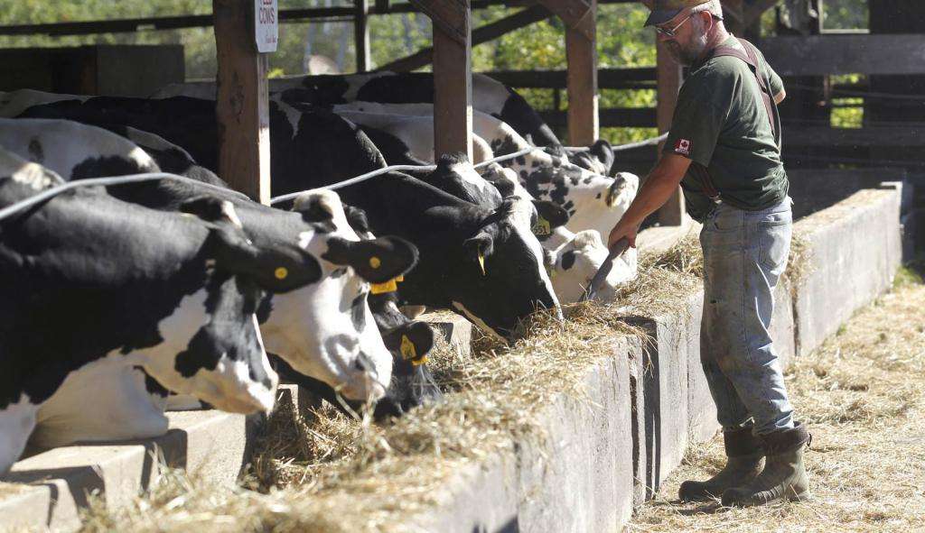 Молочная продуктивность коров