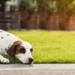 Как не бояться собак? Кинофобия (боязнь собак): симптомы фобии и ее лечение