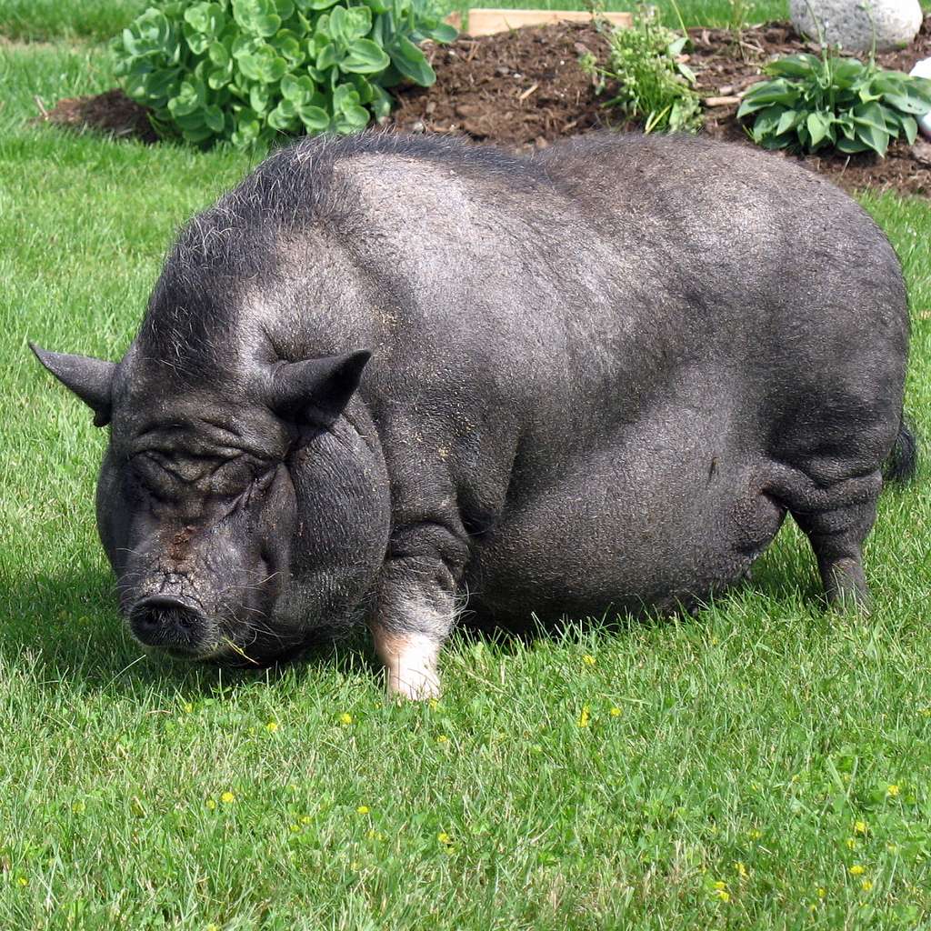 Вьетнамская свинья на траве.