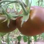 Томат Сахар коричневый: описание сорта, урожайность, фото