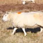 Беременность у овцы: сколько длится, способы определения и советы по уходу