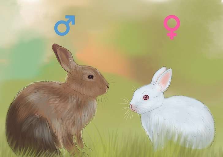 Кролики разных полов