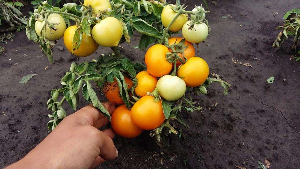 Лучшие томаты для открытого грунта в Сибири