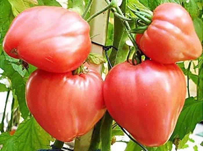 Низкорослые томаты для открытого грунта для Сибири