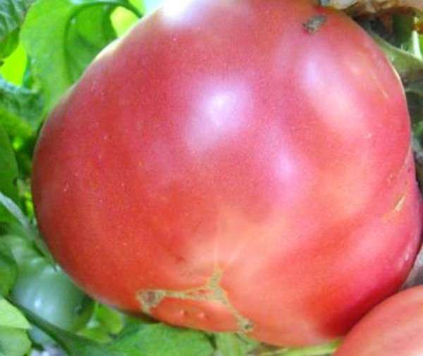 Семена томатов для Сибири для открытого грунта