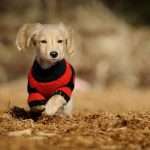 Вязание спицами для собак: идеи, особенности и рекомендации