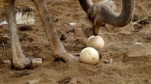 Как часто страусы несут яйца? Сколько яиц несет страус в месяц